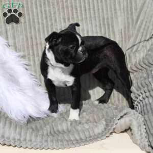 Buddy (Mini), Boston Terrier Puppy